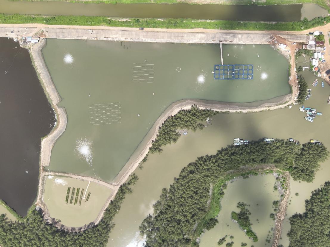 红树林种养耦合 “生态渔场”新场景